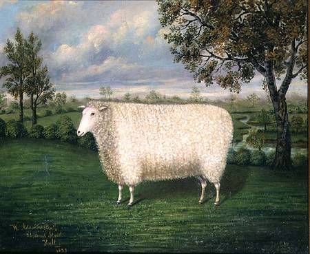w  adamson   a prize sheep