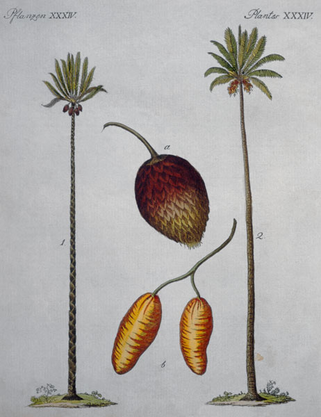 Palm Trees / From Bertuch, 1796 from Bertuch