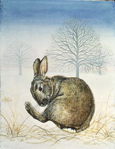 Winter-Rabbit from Ditz 