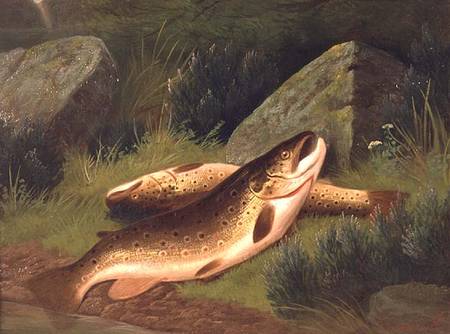 Brown Trout from A. Roland Knight