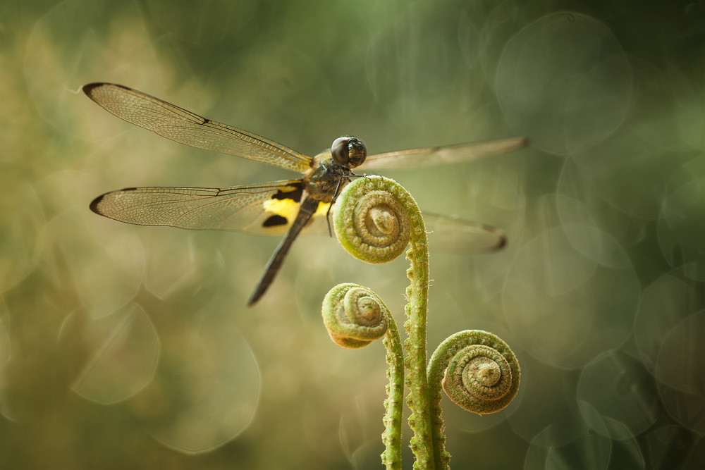 Dragonfly and Ferns from Abdul Gapur Dayak