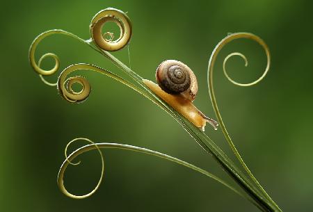 Snails and Leaf Edges