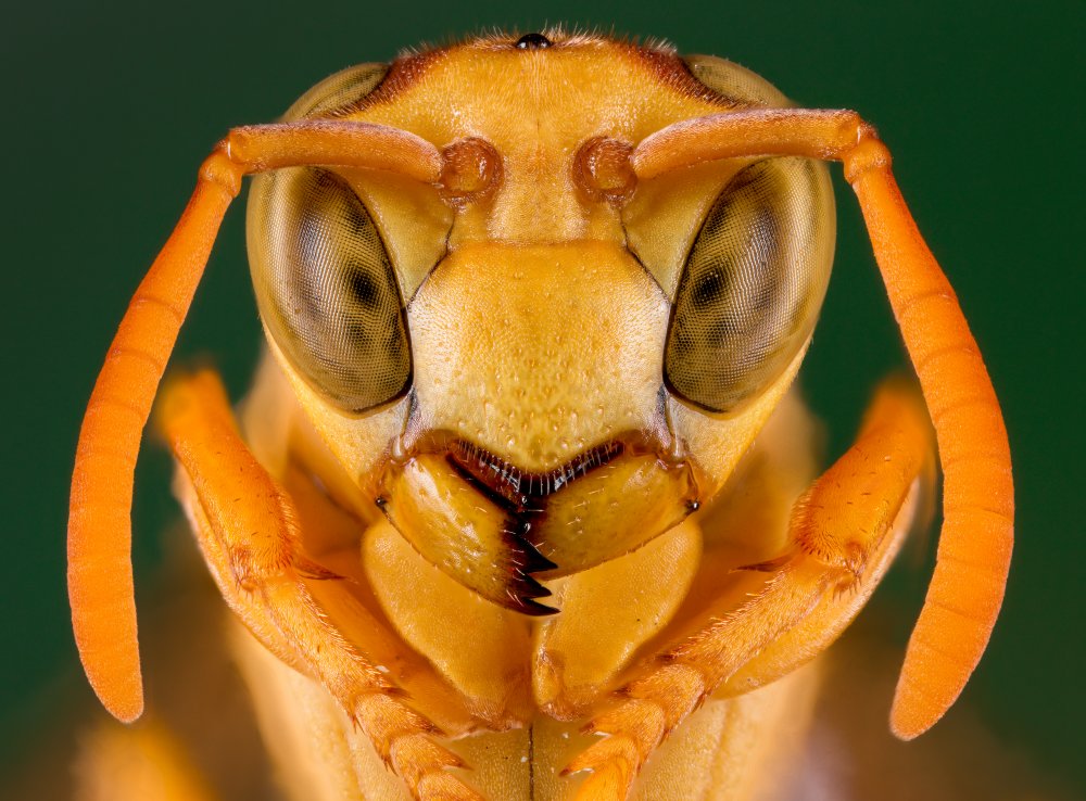 &quot;Yellow Paper Wasp&quot; from Abolfazl Arab