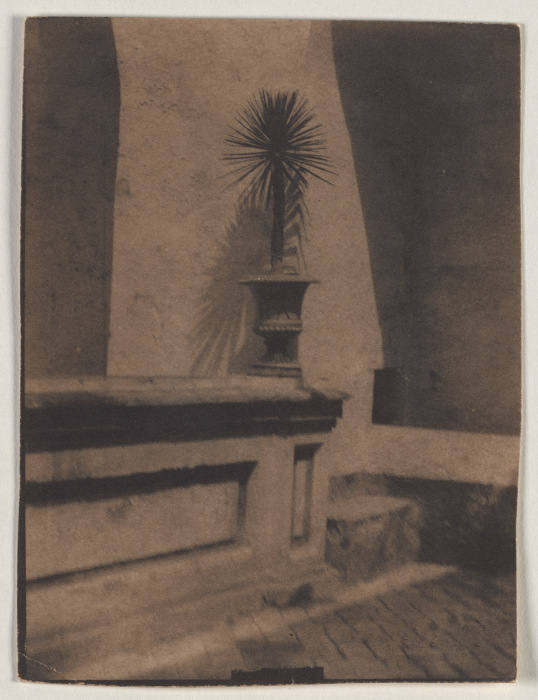 Pot With a Small Palm Tree in Front of a Wall from Adolf DeMeyer