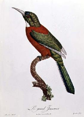 Great Jacamar; engraved by Gromillier