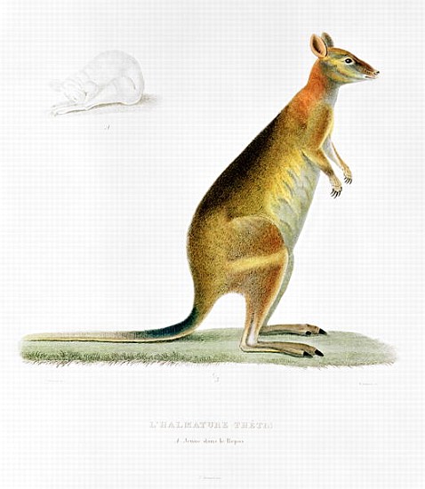 Kangaroo; engraved by Coutant from (after) Pancrace Bessa