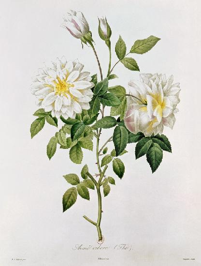 Aime Vibere (Tea) ; engraved by Eustache Hyacinthe Langlois (1777-1837) coloured engraving)