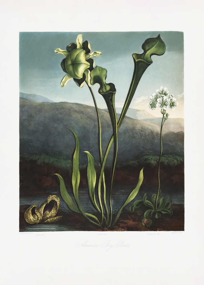 American Bog Plants from The Temple of Flora (1807) from (after) Robert John Thornton