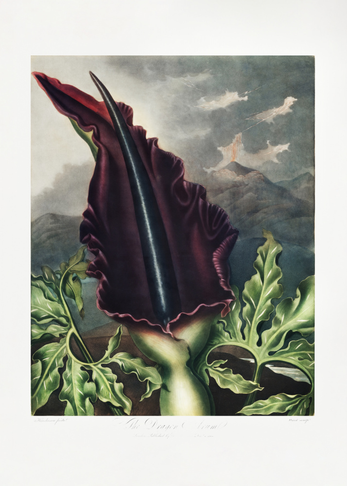 The Dragon Arum from The Temple of Flora (1807) from (after) Robert John Thornton