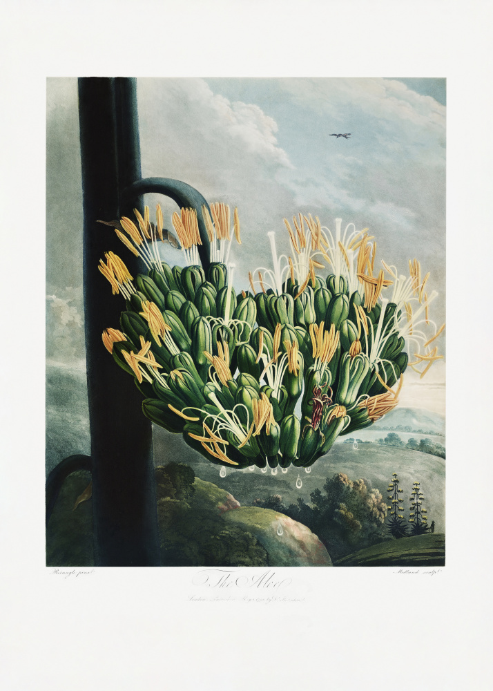 The Aloe from The Temple of Flora (1807) from (after) Robert John Thornton