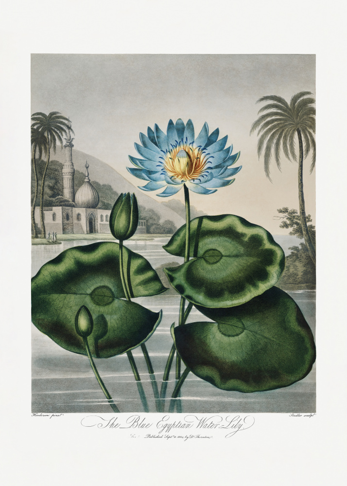 The Blue Egyptian Water-Lily from The Temple of Flora (1807) from (after) Robert John Thornton