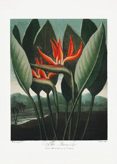 The Queen–Plant from The Temple of Flora (1807)