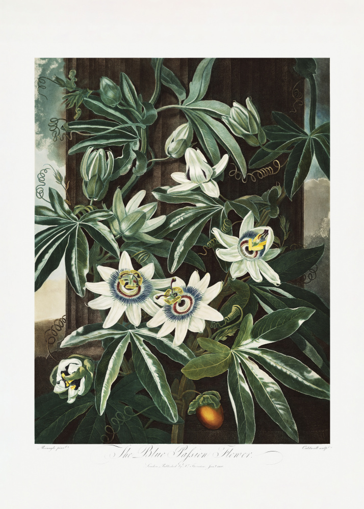The Passiflora Cerulea from The Temple of Flora (1807) from (after) Robert John Thornton