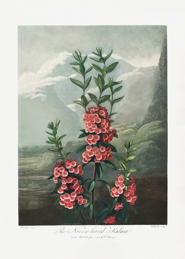 The Narrow–Leaved Kalmia from The Temple of Flora (1807) from (after) Robert John Thornton