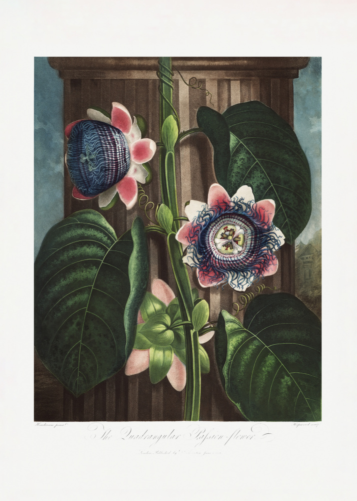 The Quadrangular Passion Flower from The Temple of Flora (1807) from (after) Robert John Thornton