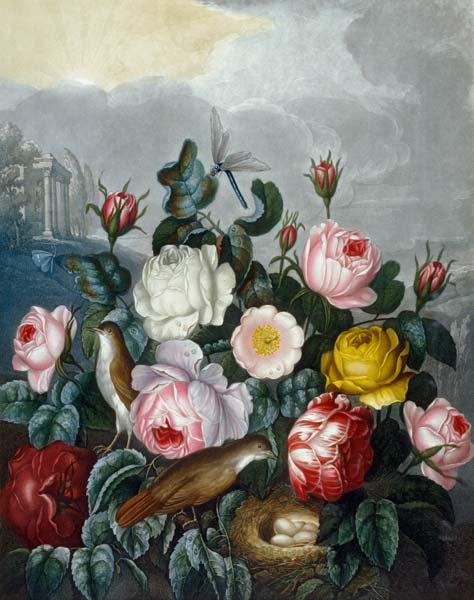 Roses / Aquatint after Thornton 1805
