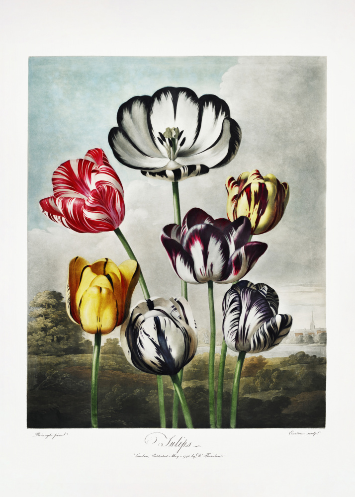 Tulips from The Temple of Flora (1807) from (after) Robert John Thornton