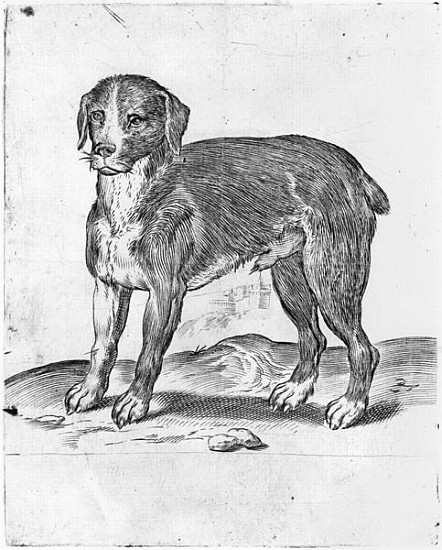 Dog from Agostino Carracci