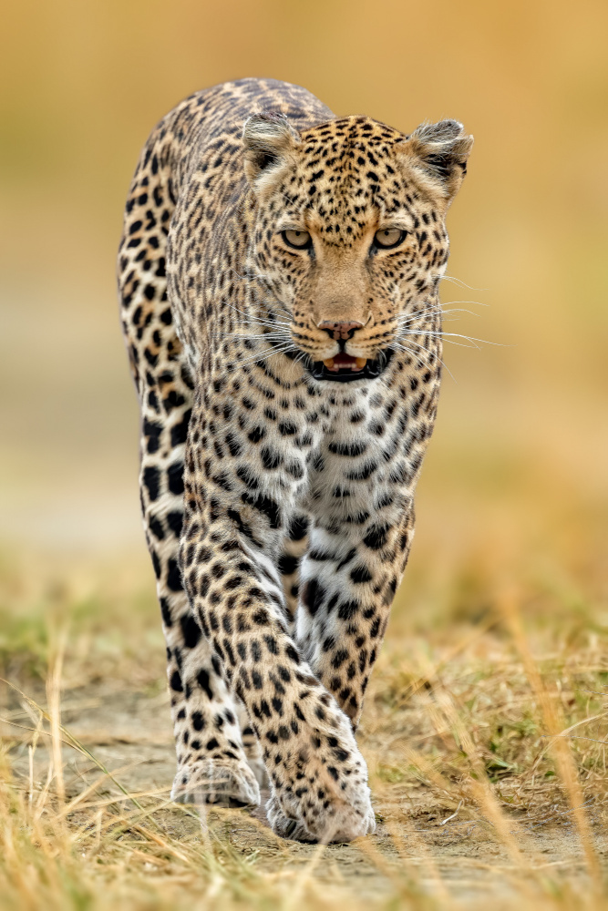 leopard from Ahmed Elsheshtawy
