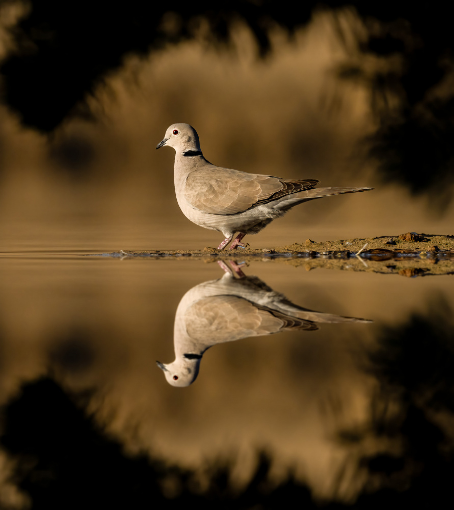dove from Ahmed Elsheshtawy