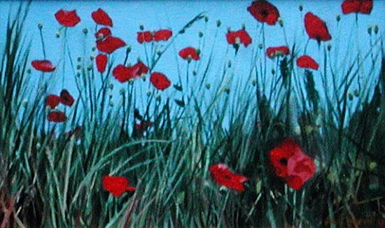 Poppies, 2002 (oil on canvas)  from Alan  Byrne