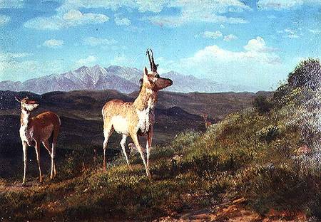 Antelope from Albert Bierstadt