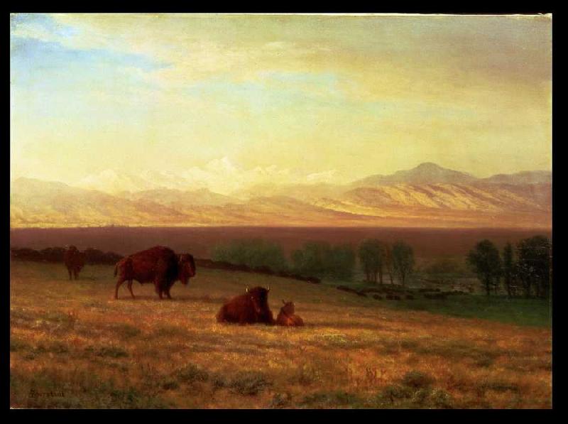 Buffalos in ebener Landschaft from Albert Bierstadt