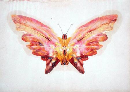 Butterfly from Albert Bierstadt