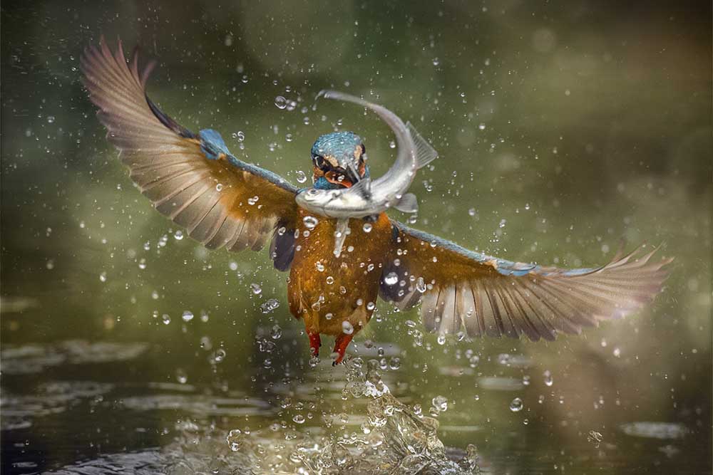 kingfisher from Alberto Ghizzi Panizza
