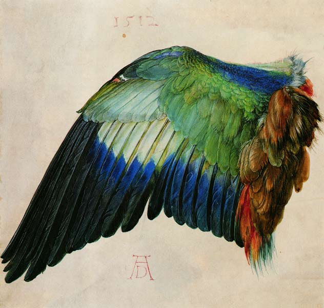 Wing of a Bird from Albrecht Dürer
