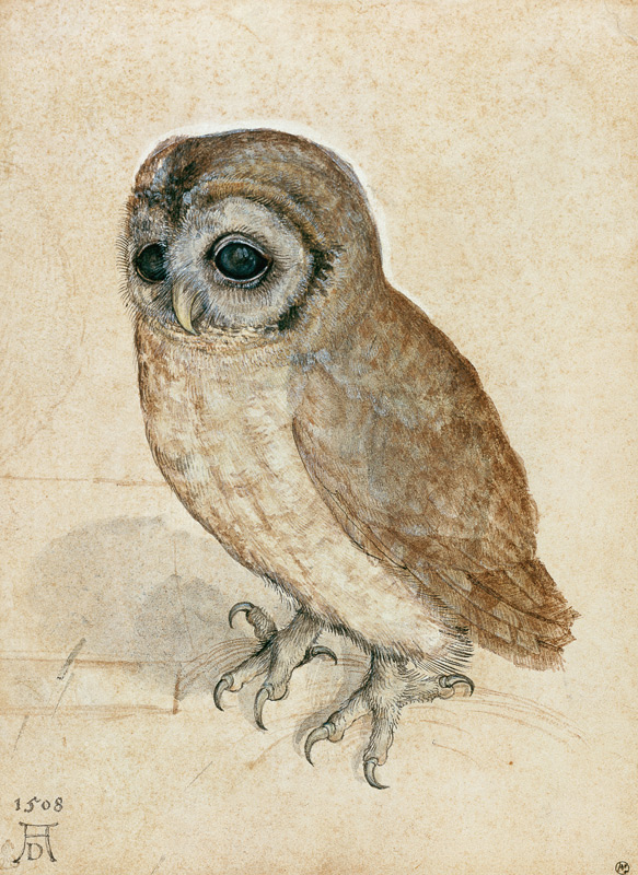 Owl from Albrecht Dürer