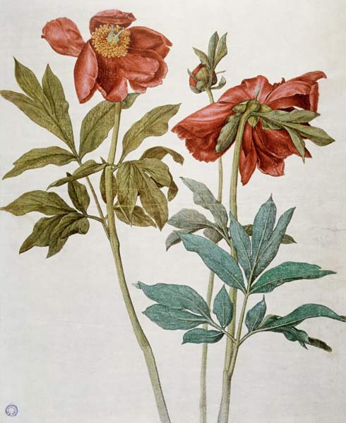 Peonies from Albrecht Dürer