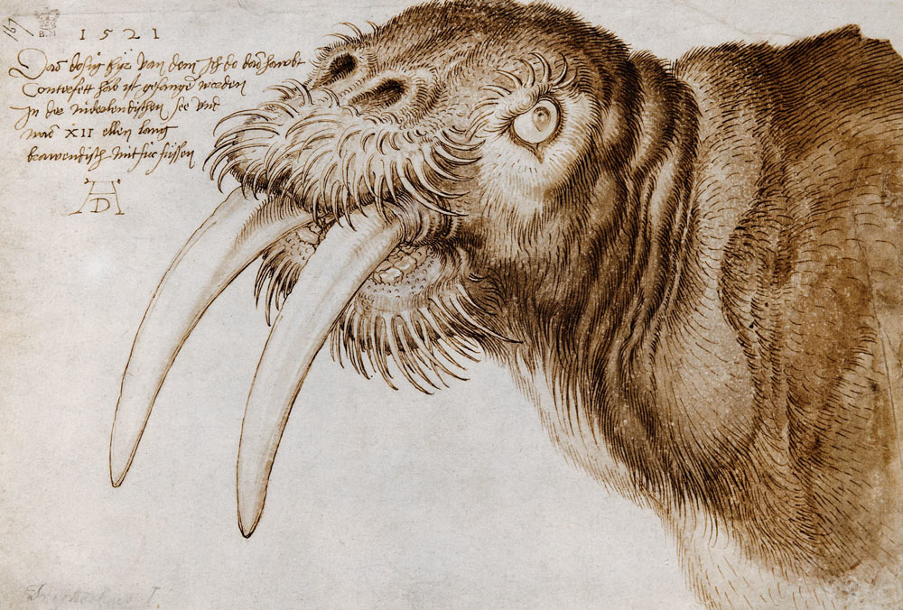 Wafrus from Albrecht Dürer