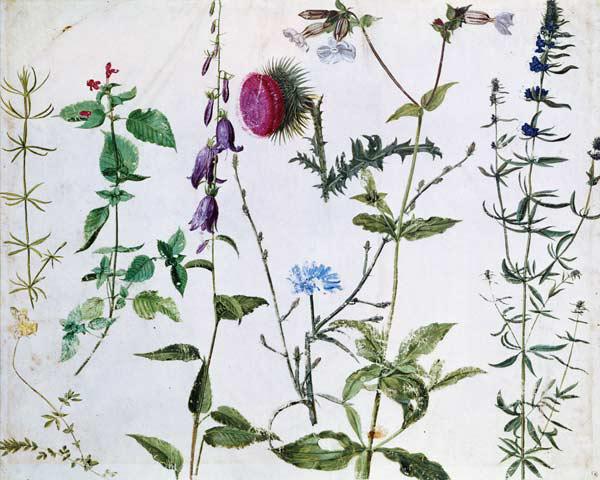 Eight Studies of Wild Flowers