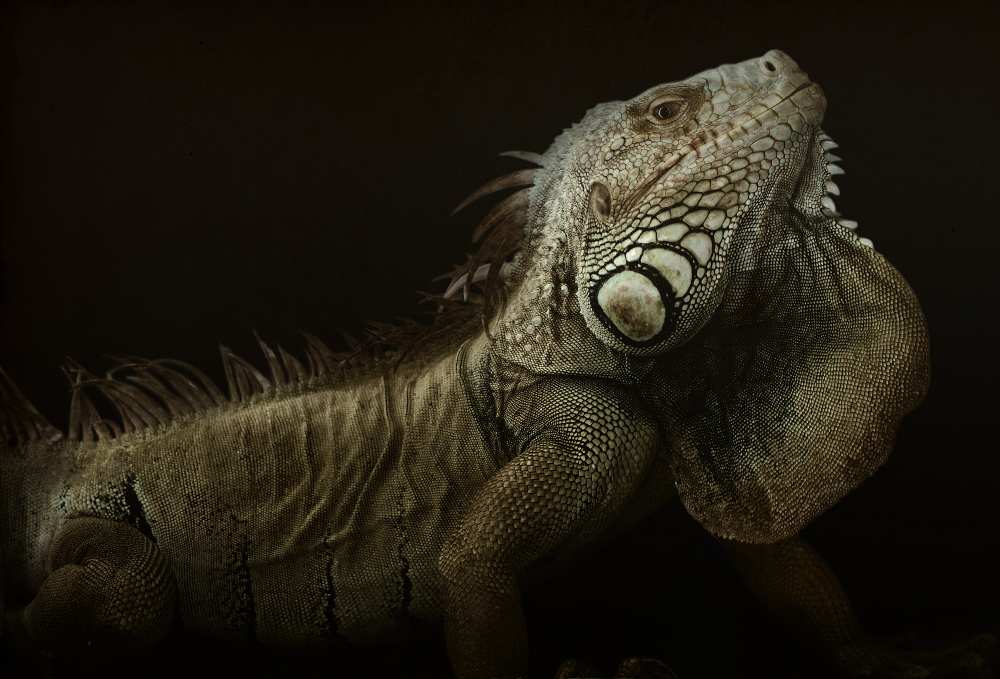 Iguana profile from Aleksandar Milosavljevi?