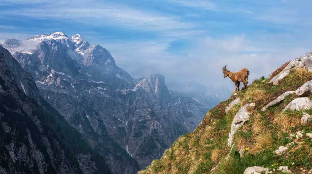 Alpine Ibex in the mountains from Ales Krivec