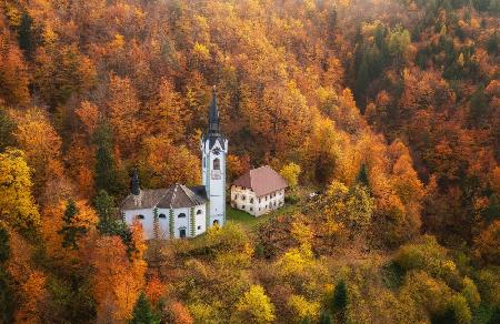 Cathedral in the forest