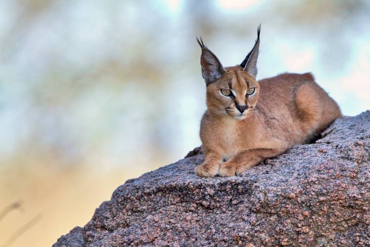 Caracal from Alessandro Catta