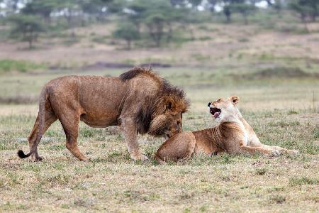 Flirting Lions