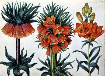 Crown Imperial Lily from Alexander Marshal