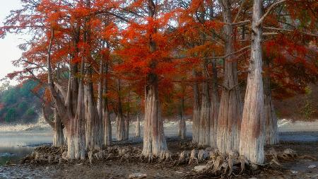 Swamp cypresses