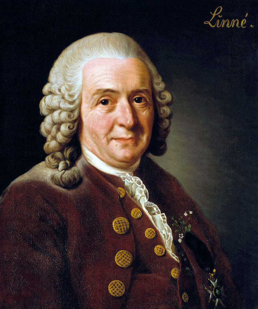Portrait of Carl Linnaeus (1707-1778) from Alexander Roslin