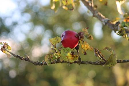 Der Apfelbaum 