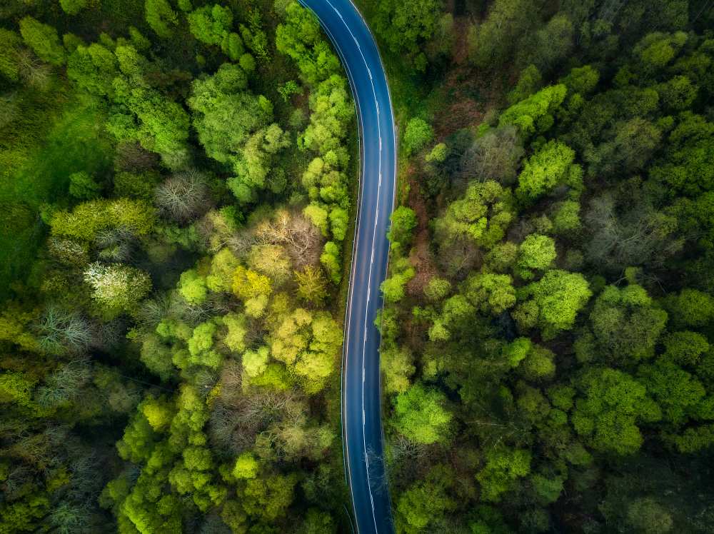 Road in the forest from Alfonso Maseda Varela