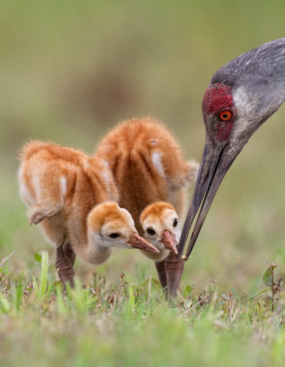 Sandhill Crane with Chicks from Alfred Forns
