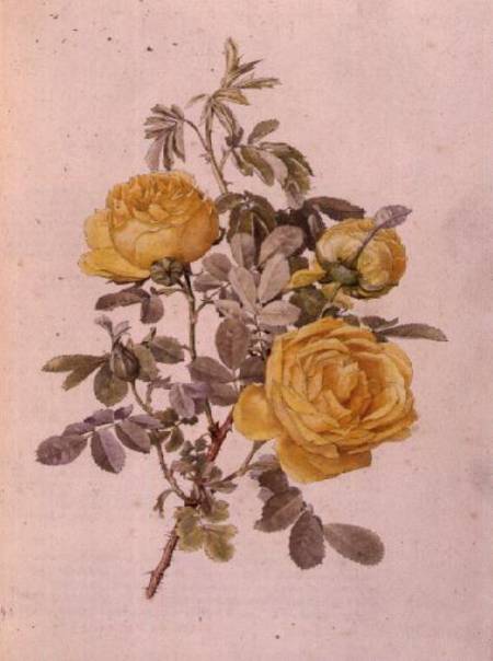 Rosa Genus, No.10, 755 from Alfred Parsons