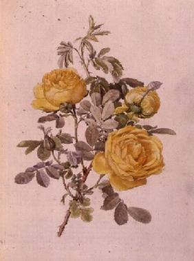 Rosa Genus, No.10, 755