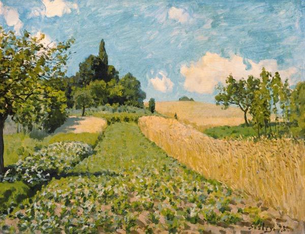 Summer landscape with fields