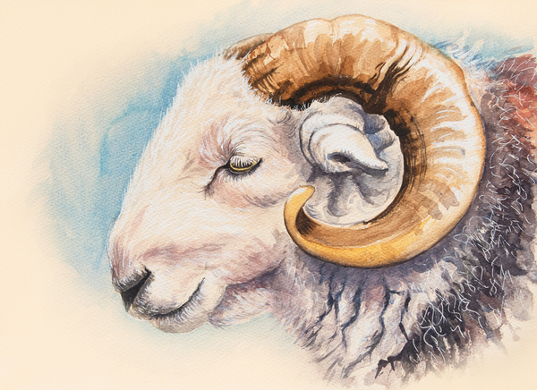 A Herdwick Ram from Alison  Cooper