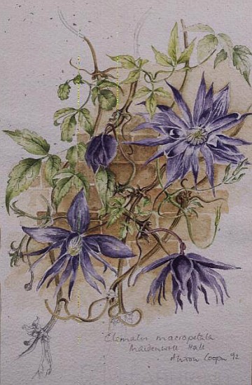 Clematis Macropetala, Maidenwell Hall (w/c)  from Alison  Cooper